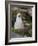 Black-browed Albatross chick in its nest. Falkland Islands-Martin Zwick-Framed Photographic Print