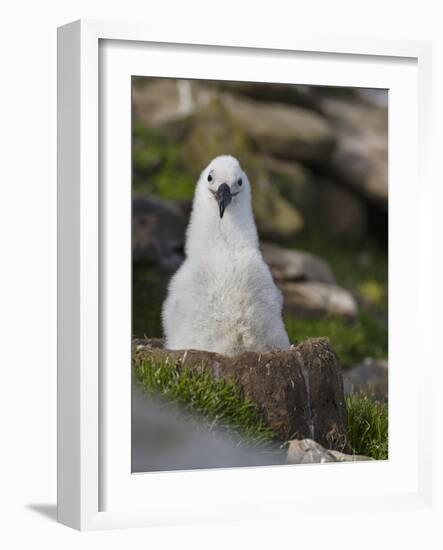 Black-browed Albatross chick in its nest. Falkland Islands-Martin Zwick-Framed Photographic Print