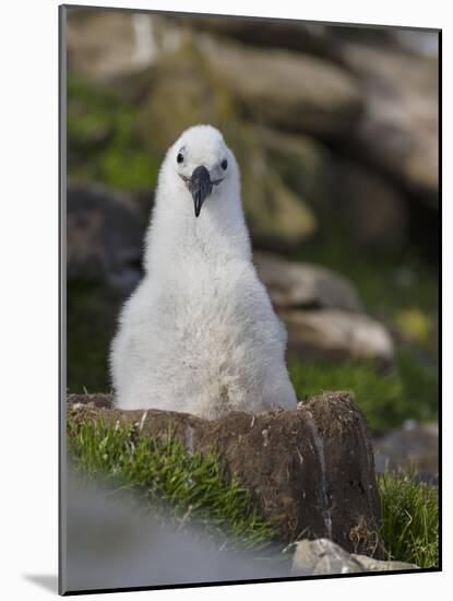 Black-browed Albatross chick in its nest. Falkland Islands-Martin Zwick-Mounted Photographic Print