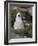 Black-browed Albatross chick in its nest. Falkland Islands-Martin Zwick-Framed Photographic Print