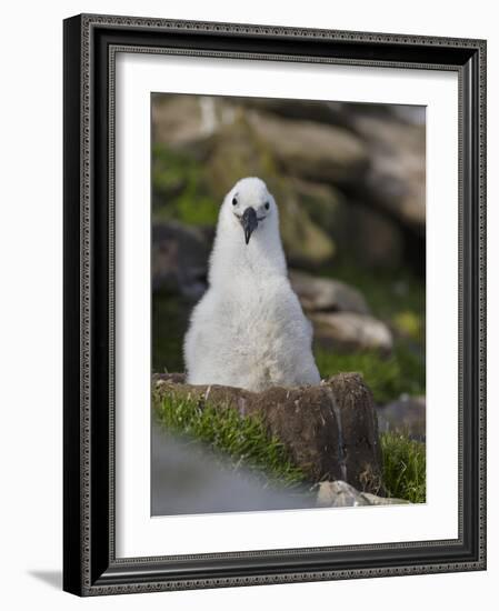 Black-browed Albatross chick in its nest. Falkland Islands-Martin Zwick-Framed Photographic Print