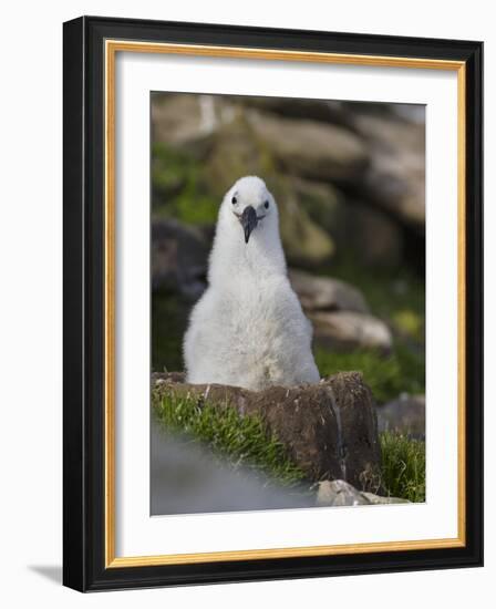 Black-browed Albatross chick in its nest. Falkland Islands-Martin Zwick-Framed Photographic Print