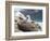 Black-browed Albatross chick in its nest. Falkland Islands-Martin Zwick-Framed Photographic Print