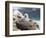 Black-browed Albatross chick in its nest. Falkland Islands-Martin Zwick-Framed Photographic Print