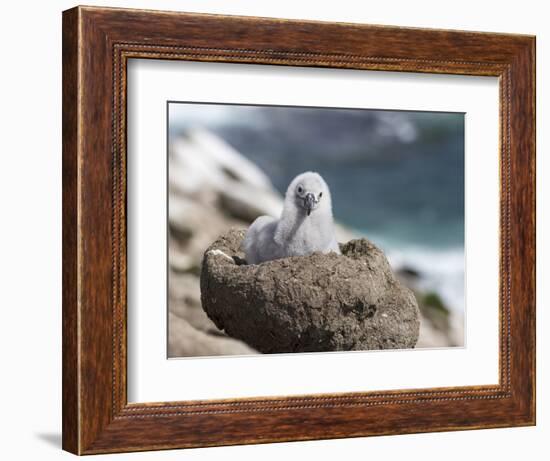 Black-browed Albatross chick in its nest. Falkland Islands-Martin Zwick-Framed Photographic Print