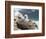 Black-browed Albatross chick in its nest. Falkland Islands-Martin Zwick-Framed Photographic Print