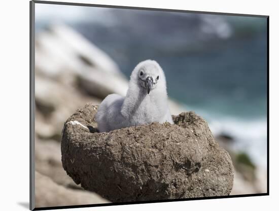 Black-browed Albatross chick in its nest. Falkland Islands-Martin Zwick-Mounted Photographic Print