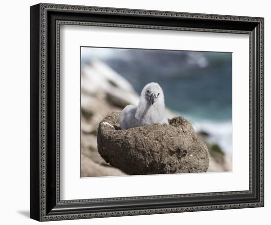 Black-browed Albatross chick in its nest. Falkland Islands-Martin Zwick-Framed Photographic Print