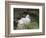 Black-browed Albatross chick in its nest. Falkland Islands-Martin Zwick-Framed Photographic Print