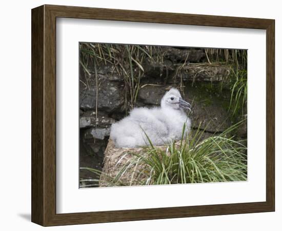 Black-browed Albatross chick in its nest. Falkland Islands-Martin Zwick-Framed Photographic Print