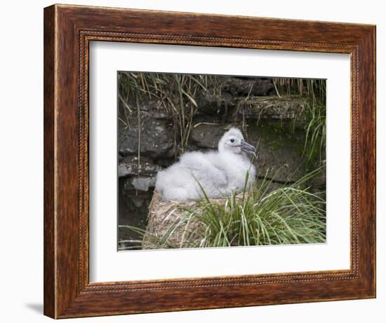 Black-browed Albatross chick in its nest. Falkland Islands-Martin Zwick-Framed Photographic Print