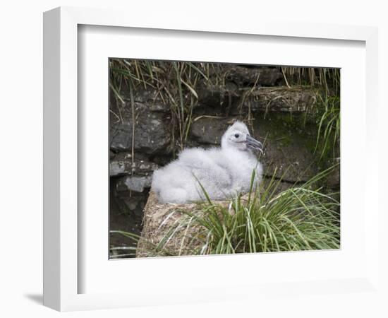 Black-browed Albatross chick in its nest. Falkland Islands-Martin Zwick-Framed Photographic Print