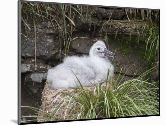 Black-browed Albatross chick in its nest. Falkland Islands-Martin Zwick-Mounted Photographic Print