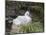 Black-browed Albatross chick in its nest. Falkland Islands-Martin Zwick-Mounted Photographic Print