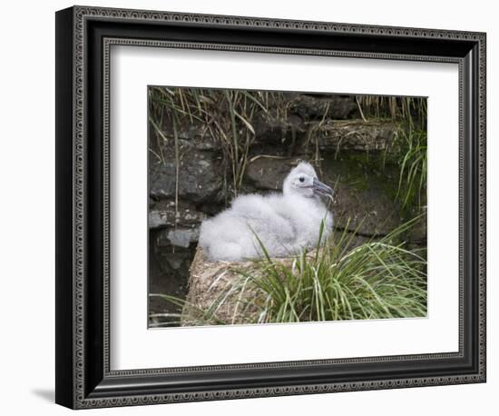 Black-browed Albatross chick in its nest. Falkland Islands-Martin Zwick-Framed Photographic Print