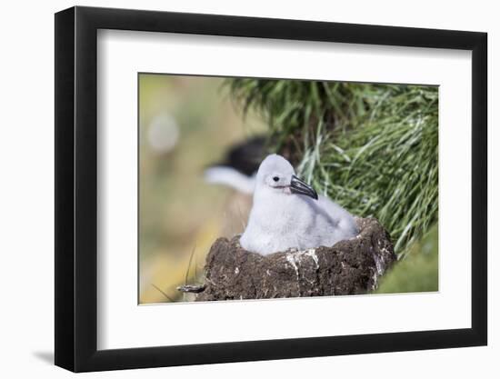 Black-Browed Albatross Chick on Tower Shaped Nest. Falkland Islands-Martin Zwick-Framed Photographic Print