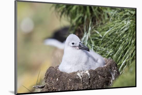 Black-Browed Albatross Chick on Tower Shaped Nest. Falkland Islands-Martin Zwick-Mounted Photographic Print