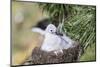 Black-Browed Albatross Chick on Tower Shaped Nest. Falkland Islands-Martin Zwick-Mounted Photographic Print