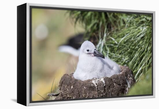 Black-Browed Albatross Chick on Tower Shaped Nest. Falkland Islands-Martin Zwick-Framed Premier Image Canvas