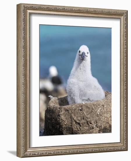 Black-Browed Albatross Chick on Tower Shaped Nest. Falkland Islands-Martin Zwick-Framed Photographic Print