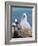 Black-Browed Albatross Chick on Tower Shaped Nest. Falkland Islands-Martin Zwick-Framed Photographic Print