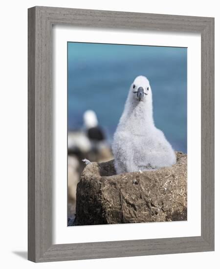 Black-Browed Albatross Chick on Tower Shaped Nest. Falkland Islands-Martin Zwick-Framed Photographic Print