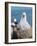 Black-Browed Albatross Chick on Tower Shaped Nest. Falkland Islands-Martin Zwick-Framed Photographic Print