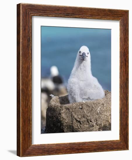 Black-Browed Albatross Chick on Tower Shaped Nest. Falkland Islands-Martin Zwick-Framed Photographic Print