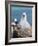 Black-Browed Albatross Chick on Tower Shaped Nest. Falkland Islands-Martin Zwick-Framed Photographic Print