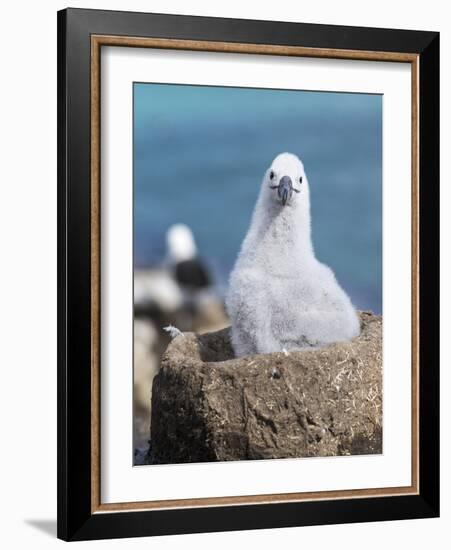 Black-Browed Albatross Chick on Tower Shaped Nest. Falkland Islands-Martin Zwick-Framed Photographic Print