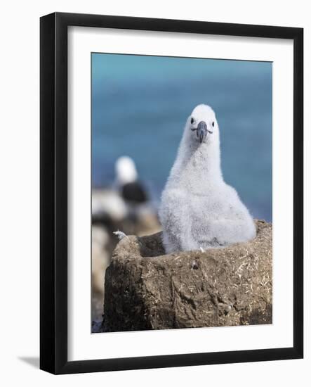 Black-Browed Albatross Chick on Tower Shaped Nest. Falkland Islands-Martin Zwick-Framed Photographic Print