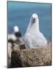 Black-Browed Albatross Chick on Tower Shaped Nest. Falkland Islands-Martin Zwick-Mounted Photographic Print