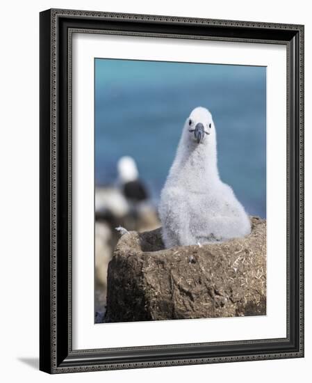 Black-Browed Albatross Chick on Tower Shaped Nest. Falkland Islands-Martin Zwick-Framed Photographic Print