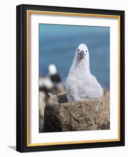 Black-Browed Albatross Chick on Tower Shaped Nest. Falkland Islands-Martin Zwick-Framed Photographic Print