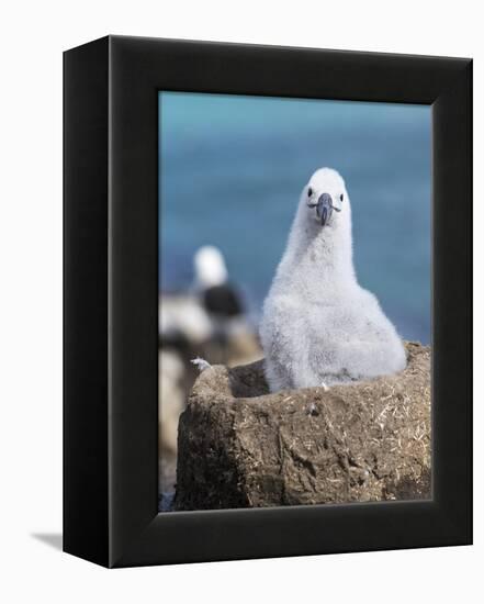 Black-Browed Albatross Chick on Tower Shaped Nest. Falkland Islands-Martin Zwick-Framed Premier Image Canvas