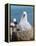 Black-Browed Albatross Chick on Tower Shaped Nest. Falkland Islands-Martin Zwick-Framed Premier Image Canvas