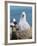 Black-Browed Albatross Chick on Tower Shaped Nest. Falkland Islands-Martin Zwick-Framed Photographic Print