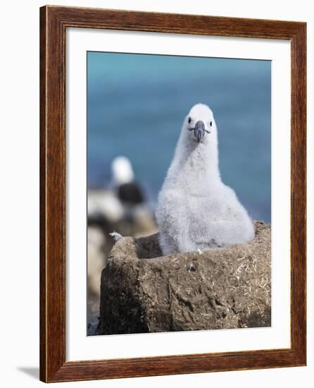 Black-Browed Albatross Chick on Tower Shaped Nest. Falkland Islands-Martin Zwick-Framed Photographic Print