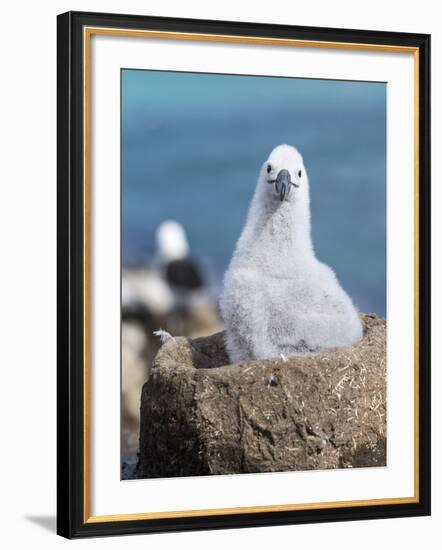 Black-Browed Albatross Chick on Tower Shaped Nest. Falkland Islands-Martin Zwick-Framed Photographic Print