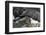 Black-Browed Albatross Chick Peeking Out-DLILLC-Framed Photographic Print