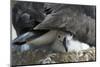 Black-Browed Albatross Chick Peeking Out-DLILLC-Mounted Photographic Print