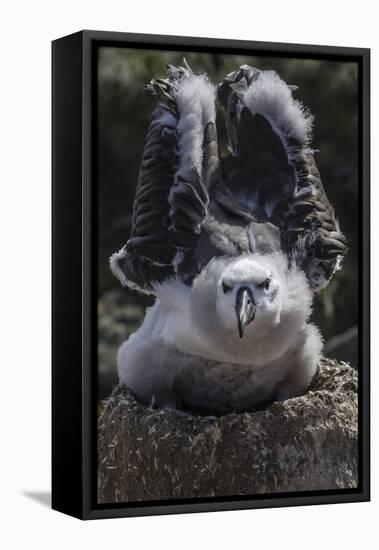 Black-Browed Albatross Chick Testing its Wings in New Island Nature Reserve, Falkland Islands-Michael Nolan-Framed Premier Image Canvas