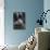 Black-Browed Albatross Chick Testing its Wings in New Island Nature Reserve, Falkland Islands-Michael Nolan-Photographic Print displayed on a wall