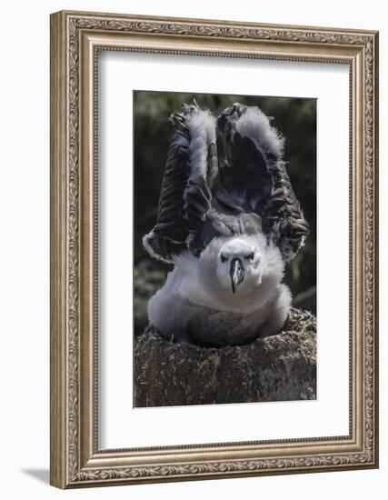 Black-Browed Albatross Chick Testing its Wings in New Island Nature Reserve, Falkland Islands-Michael Nolan-Framed Photographic Print