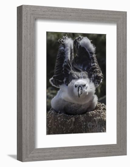 Black-Browed Albatross Chick Testing its Wings in New Island Nature Reserve, Falkland Islands-Michael Nolan-Framed Photographic Print