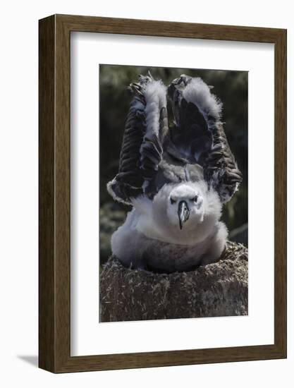 Black-Browed Albatross Chick Testing its Wings in New Island Nature Reserve, Falkland Islands-Michael Nolan-Framed Photographic Print