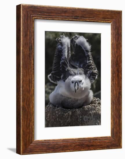 Black-Browed Albatross Chick Testing its Wings in New Island Nature Reserve, Falkland Islands-Michael Nolan-Framed Photographic Print