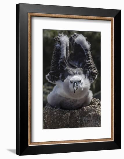 Black-Browed Albatross Chick Testing its Wings in New Island Nature Reserve, Falkland Islands-Michael Nolan-Framed Photographic Print