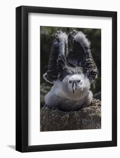 Black-Browed Albatross Chick Testing its Wings in New Island Nature Reserve, Falkland Islands-Michael Nolan-Framed Photographic Print