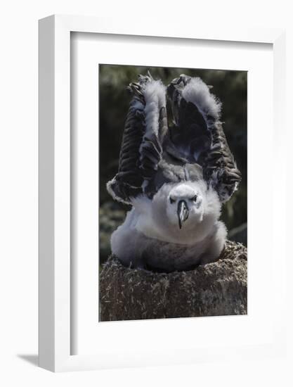 Black-Browed Albatross Chick Testing its Wings in New Island Nature Reserve, Falkland Islands-Michael Nolan-Framed Photographic Print